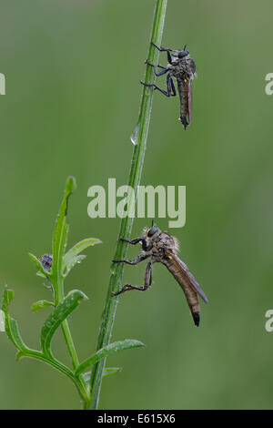 Rapinatore vola (Eutolmus rufibarbis) e (Neomochtherus geniculatus), Baden-Württemberg, Germania Foto Stock