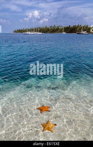 Starfish (Asteroidea) nell'acqua cristallina, isola tropicale di Cayos Chichime, isole San Blas, Panama Foto Stock