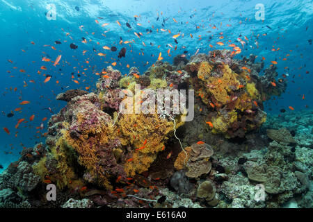 Blocco di corallo da diversi coralli molli e coralli duri, con Anthias (Anthiinae), Lhaviyani Atoll, Oceano Indiano, Maldive Foto Stock