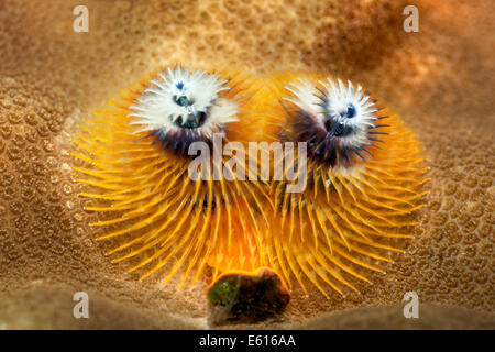 Albero di Natale vermi (Spirobranchus giganteus), Lhaviyani Atoll, Oceano Indiano, Maldive Foto Stock