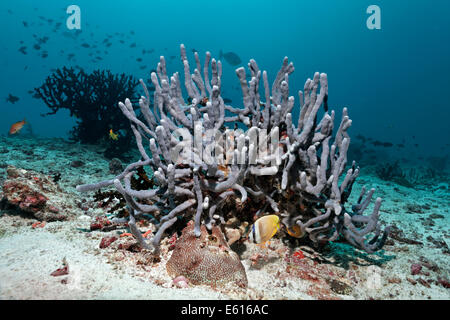Spugna (Cribrochalina sp.), Sunburst Butterflyfish (Chaetodon kleinii), Lhaviyani Atoll, Oceano Indiano, Maldive Foto Stock