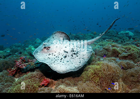 Nero-spotted Stingray o Spotted Raggi a fiocco (Taeniura meyeni) sulla barriera corallina ricoperta con magnifiche Attinie Foto Stock