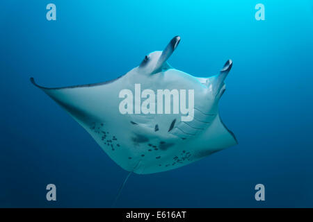 Giant Manta Ray (Manta birostris) in mare aperto, Lhaviyani Atoll, Oceano Indiano, Maldive Foto Stock