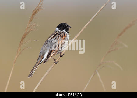 Comune di Reed Bunting (Emberiza schoeniclus), maschio appollaiato sulla canna, Lauwersmeer National Park, Holland, Paesi Bassi Foto Stock