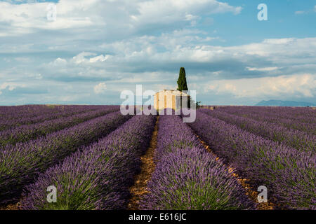 Piccola casa con cipressi in un campo di lavanda, Plateau de Valensole, nel Valensole, Provenza, Provence-Alpes-Côte d'Azur, in Francia Foto Stock