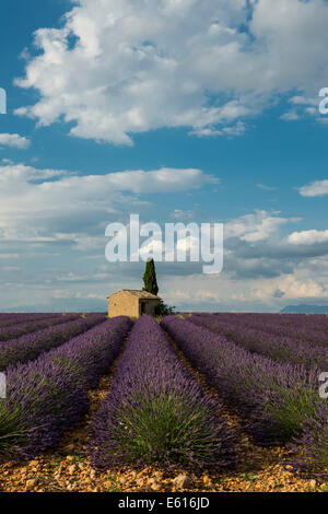 Piccola casa con cipressi in un campo di lavanda, Plateau de Valensole, nel Valensole, Provenza, Provence-Alpes-Côte d'Azur, in Francia Foto Stock