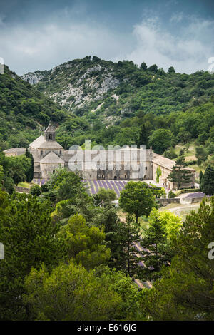Cistercense Abbazia di Sénanque con campo di lavanda, in Gordes, Vaucluse Provence, Provence-Alpes-Côte d'Azur, in Francia Foto Stock