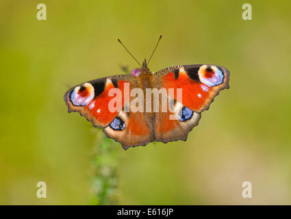 Farfalla pavone (Inachis io, Nymphalis io), Sassonia-Anhalt, Germania Foto Stock