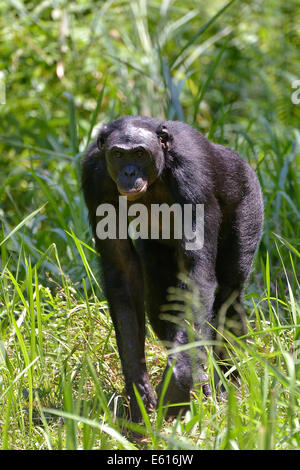 Bonobo (Pan paniscus), Lola ya Bonobo Santuario, Kimwenza, Mont Ngafula, Kinshasa, Repubblica Democratica del Congo Foto Stock