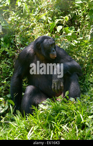 Bonobo (Pan paniscus), Lola ya Bonobo Santuario, Kimwenza, Mont Ngafula, Kinshasa, Repubblica Democratica del Congo Foto Stock