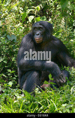 Bonobo (Pan paniscus), Lola ya Bonobo Santuario, Kimwenza, Mont Ngafula, Kinshasa, Repubblica Democratica del Congo Foto Stock