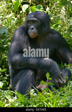 Bonobo (Pan paniscus), Lola ya Bonobo Santuario, Kimwenza, Mont Ngafula, Kinshasa, Repubblica Democratica del Congo Foto Stock