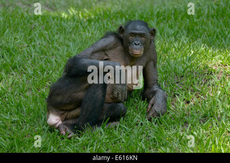 Bonobo (Pan paniscus), Lola ya Bonobo Santuario, Kimwenza, Mont Ngafula, Kinshasa, Repubblica Democratica del Congo Foto Stock