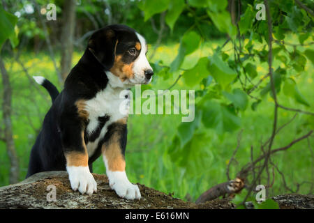 Maggiore Swiss Mountain Dog, cucciolo, Baviera, Germania Foto Stock