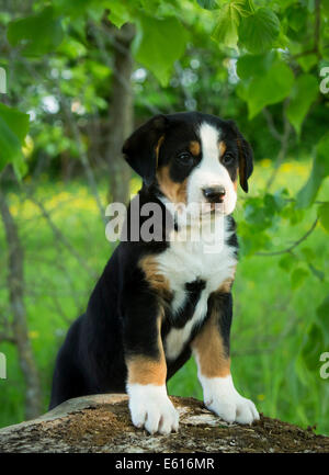 Maggiore Swiss Mountain Dog, cucciolo, Baviera, Germania Foto Stock