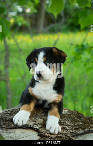 Maggiore Swiss Mountain Dog, cucciolo, Baviera, Germania Foto Stock