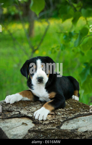 Maggiore Swiss Mountain Dog, cucciolo, Baviera, Germania Foto Stock