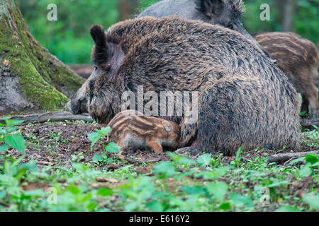 Il cinghiale (Sus scrofa), seminano il lattante maialino, Nord Hesse, Hesse, Germania Foto Stock