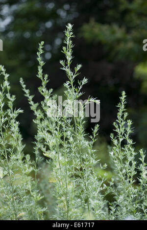 Comune di assenzio, Artemisia absinthium Foto Stock