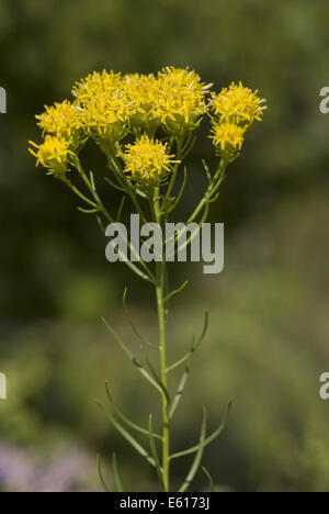 La storia di Riccioli d'oro aster, Aster linosyris Foto Stock