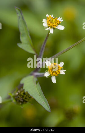 Hairy beggarticks, Bidens pilosa Foto Stock