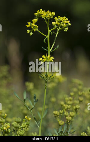 Rue comune, ruta graveolens Foto Stock