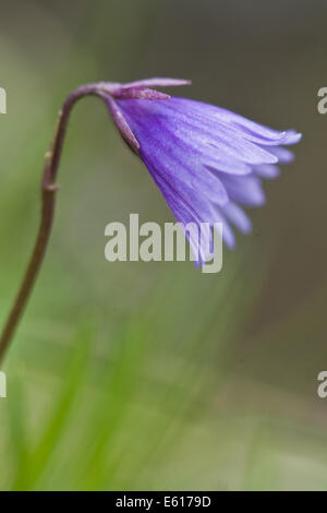 Snowbell nana, soldanella alpicola Foto Stock