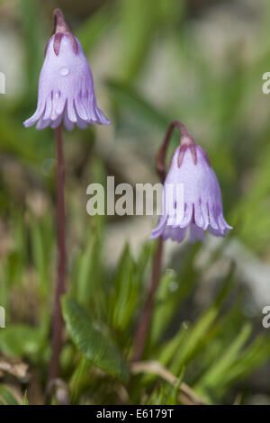 Snowbell nana, Soldanella pusilla Foto Stock