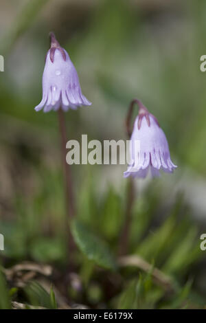 Snowbell nana, Soldanella pusilla Foto Stock