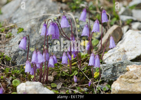 Snowbell nana, Soldanella pusilla Foto Stock