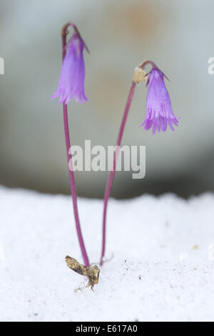 Snowbell nana, Soldanella pusilla Foto Stock