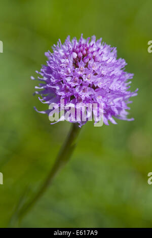 Globo orchid, traunsteinera globosa Foto Stock