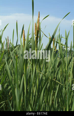 Comune di giunco, Typha latifolia Foto Stock