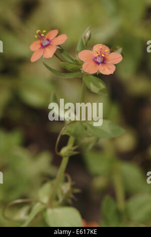 Scarlet pimpernel, anagallis arvense Foto Stock