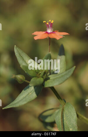 Scarlet pimpernel, anagallis arvense Foto Stock