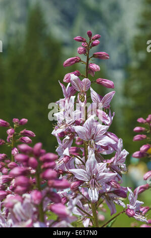 Roveto ardente, Dictamnus albus Foto Stock