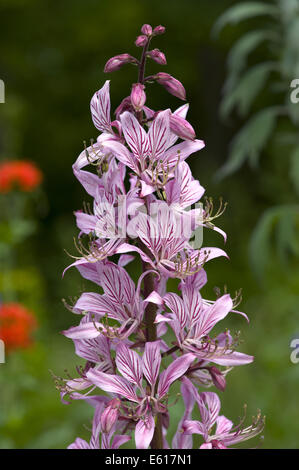 Roveto ardente, Dictamnus albus Foto Stock