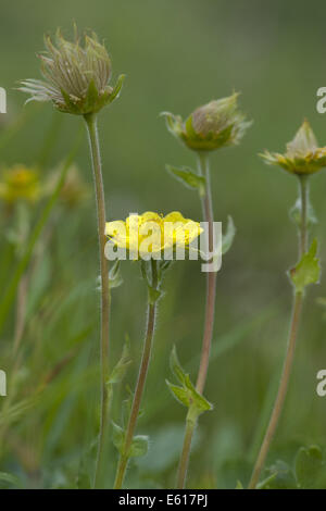 Alpine avens, geum montanum Foto Stock