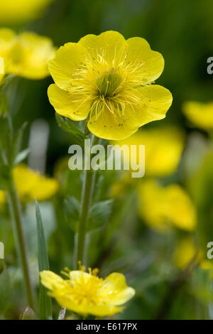 Alpine avens, geum montanum Foto Stock