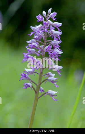 Orchidea militare, Orchis militaris Foto Stock