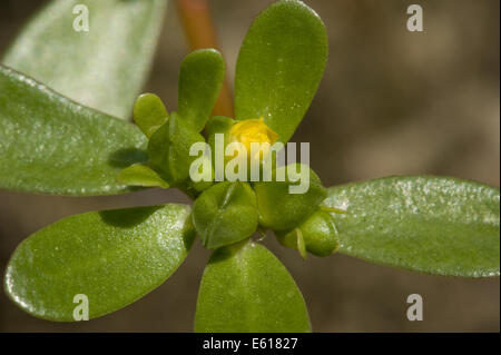 Purslane comune, Portulaca oleracea Foto Stock
