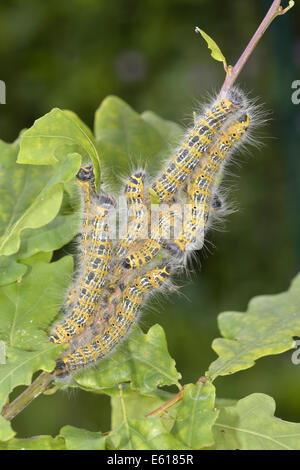 Buff-punta Phalera bucephala Foto Stock