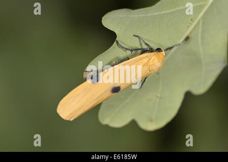 Quattro-avvistato un fante - Lithosia quadra Foto Stock