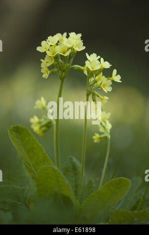 Oxlip, primula elatior Foto Stock