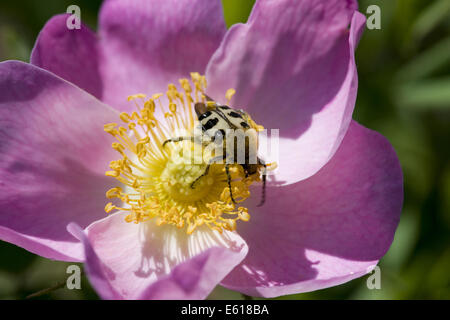 Bee beetle (trichius fasciatus) su galliche rosa (rosa gallica) Foto Stock