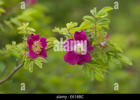 Monte Rosa, rosa pendulina Foto Stock