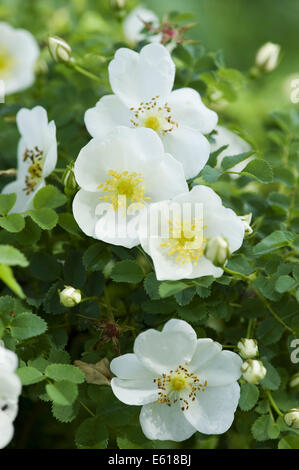 Burnett rosa, rosa spinosissima Foto Stock