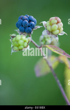 Unione dewberry, Rubus caesius Foto Stock