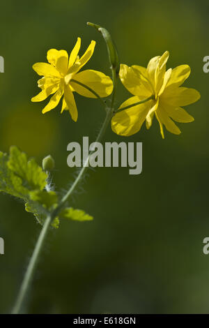 Maggiore celandine, chelidonium majus Foto Stock