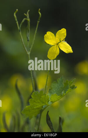 Maggiore celandine, chelidonium majus Foto Stock